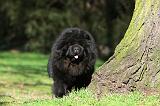CHOW CHOW 602
